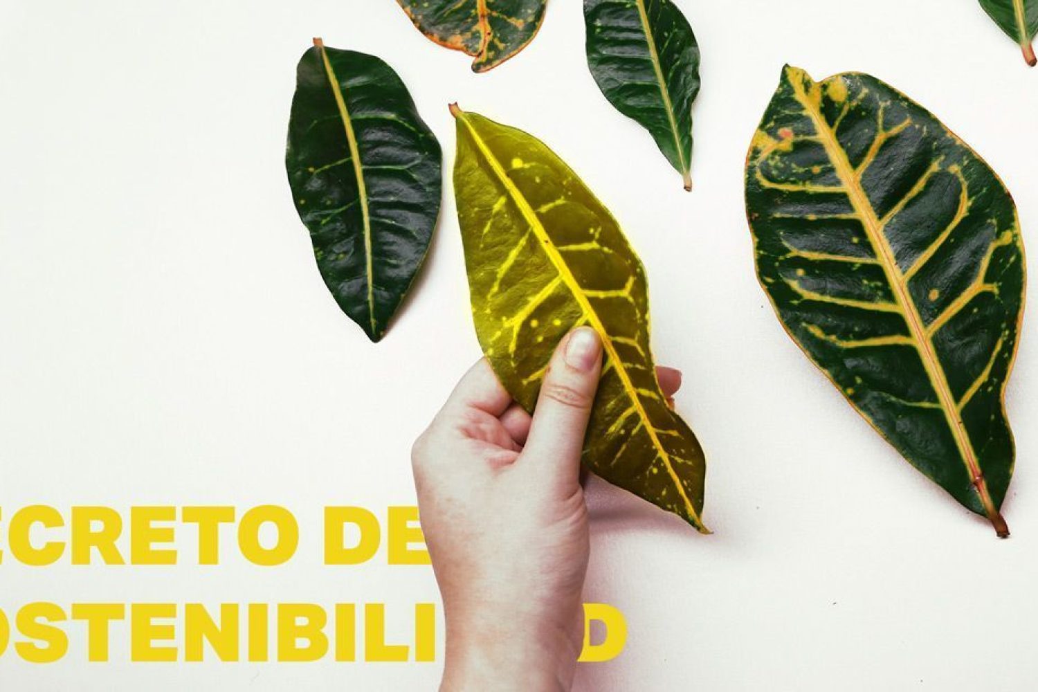 decreto